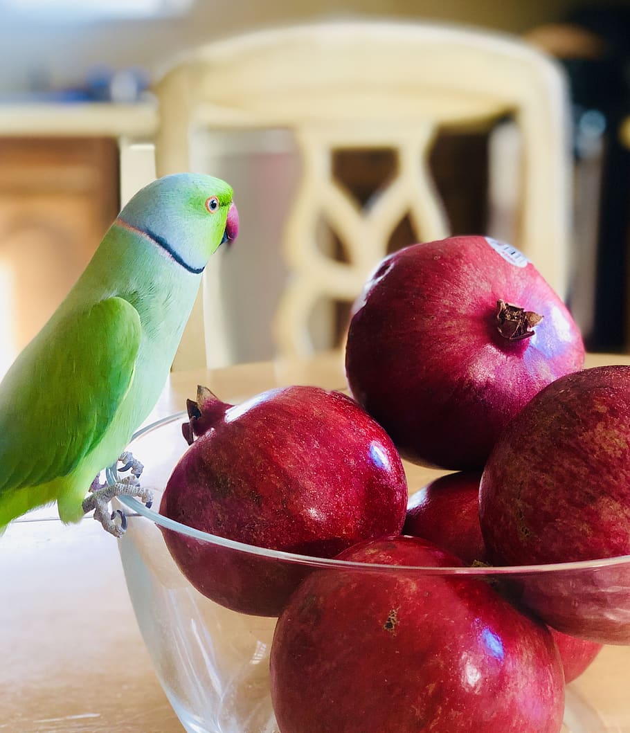910x1059 Ring Neck, Indian Parrot, Tropical, Green, Colourful