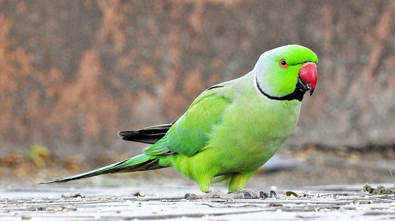 Indian Parrot HD Wallpapers - Top Free Indian Parrot HD Backgrounds ...