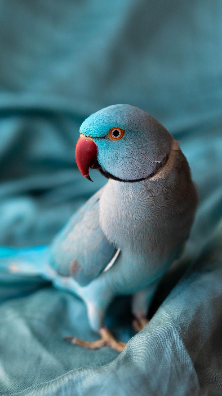 938x1668 Download Wallpaper 938x1668 Indian Parrot, Parrot, Birds, Feathers, Bright Iphone 8 7 6s 6 For Parallax HD Background