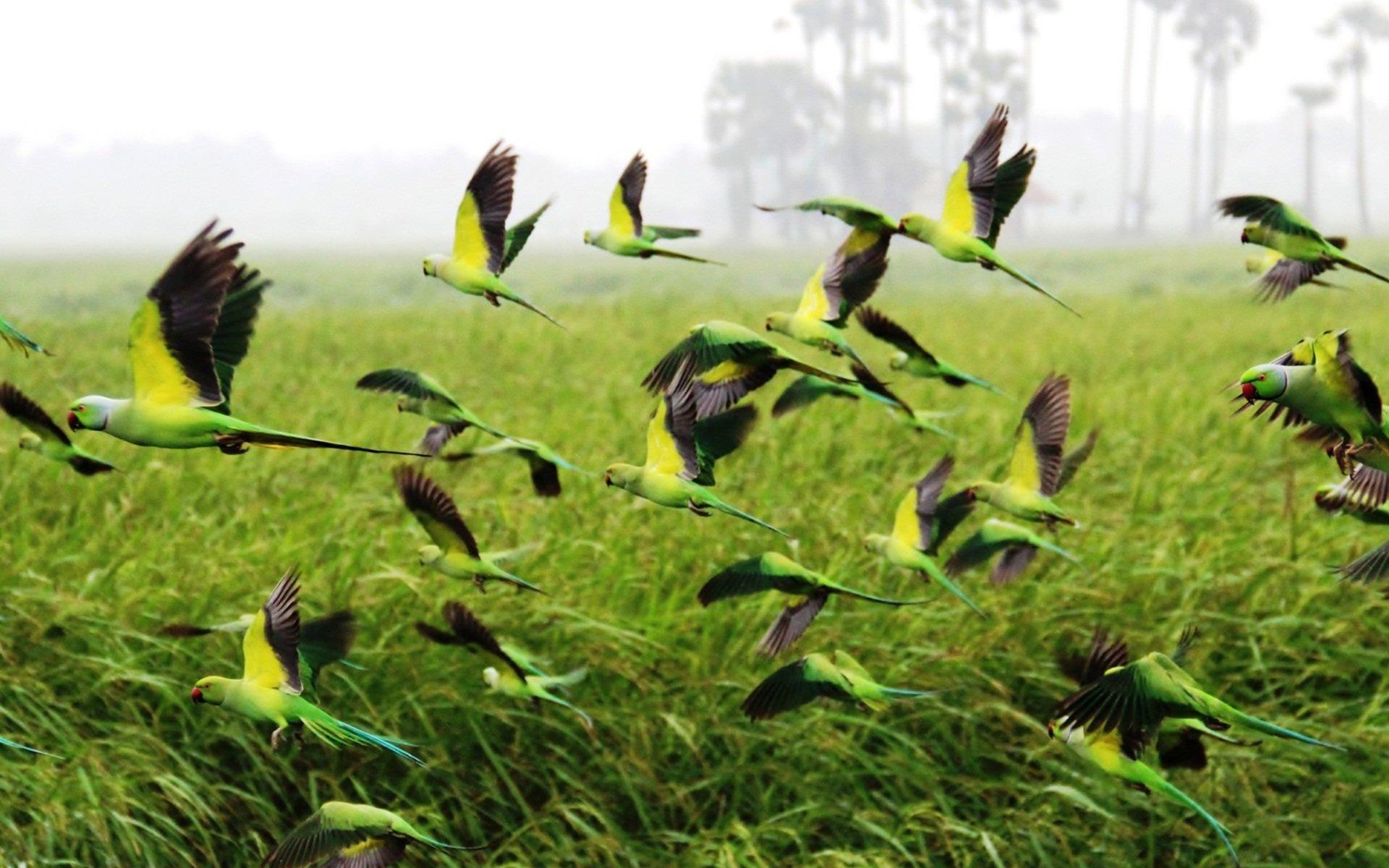 1920x1200 Rose Ringed Parakeet HD Wallpaper