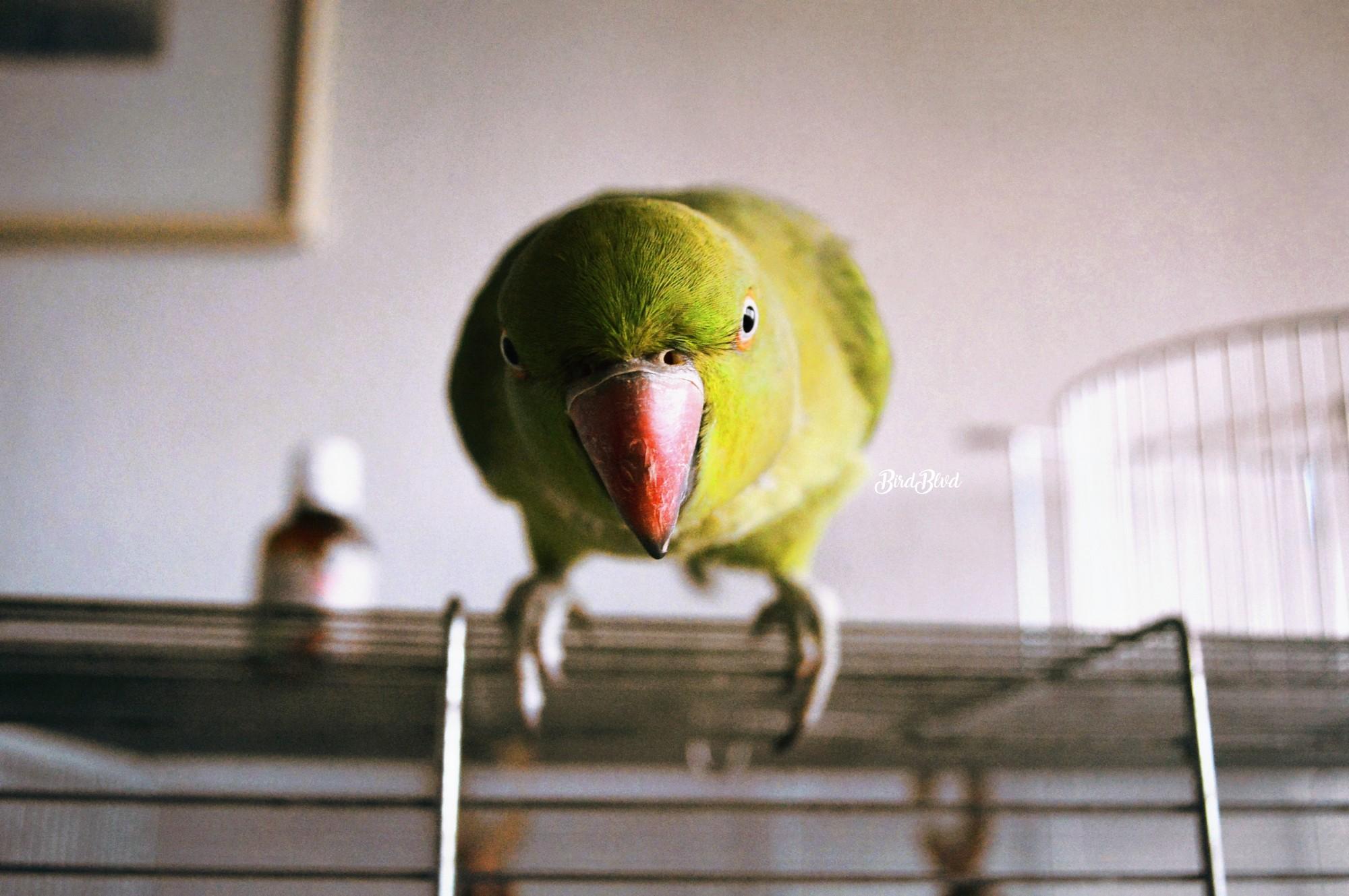 2000x1329 px animals birds Green Indian ringneck Parakeet parrot Pet