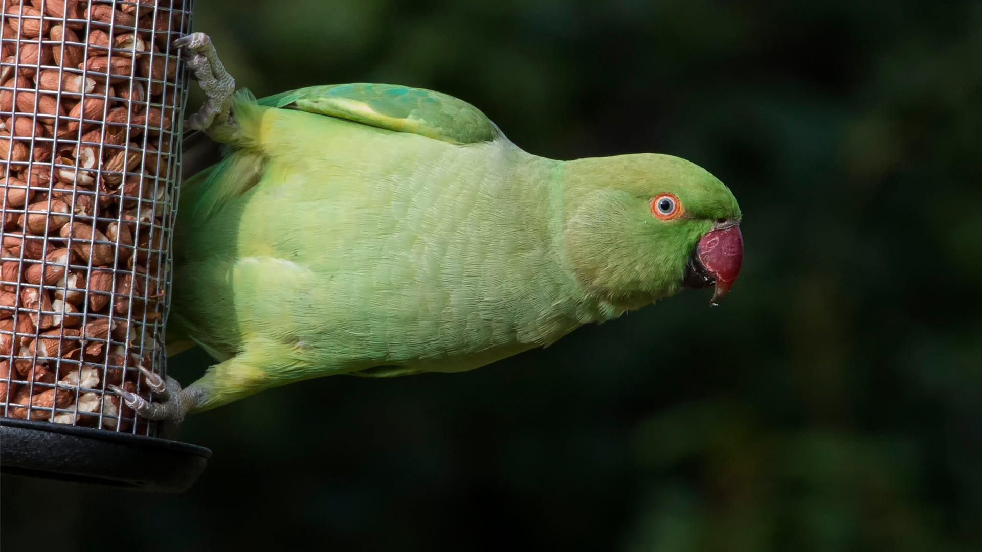 1920x1080 Exotic Birds at Your Feeder: What to Feed These Unusual Visitors