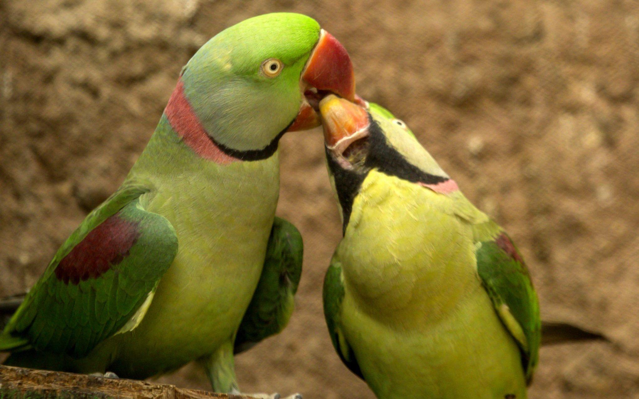 Indian Parrot Hd Wallpapers Top Free Indian Parrot Hd Backgrounds