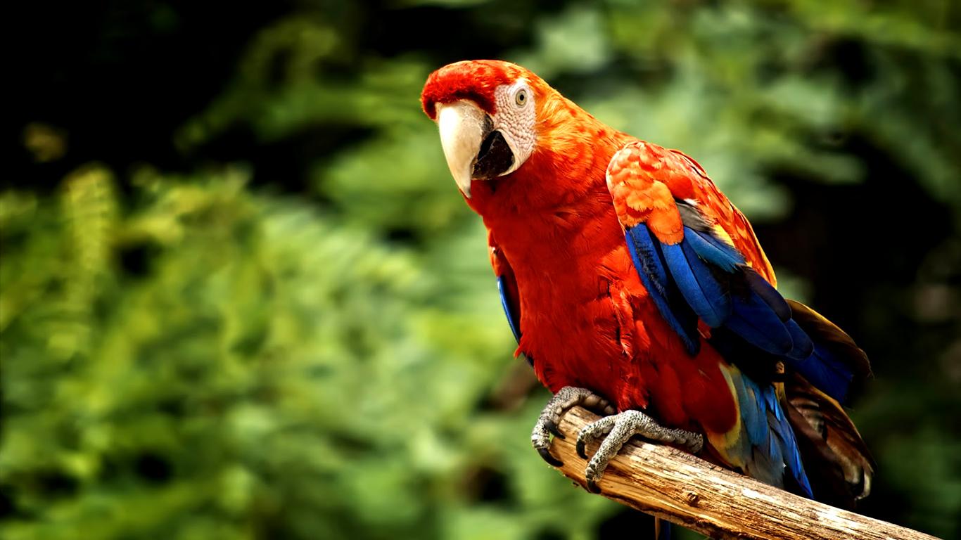 1366x768 Colour Parrot