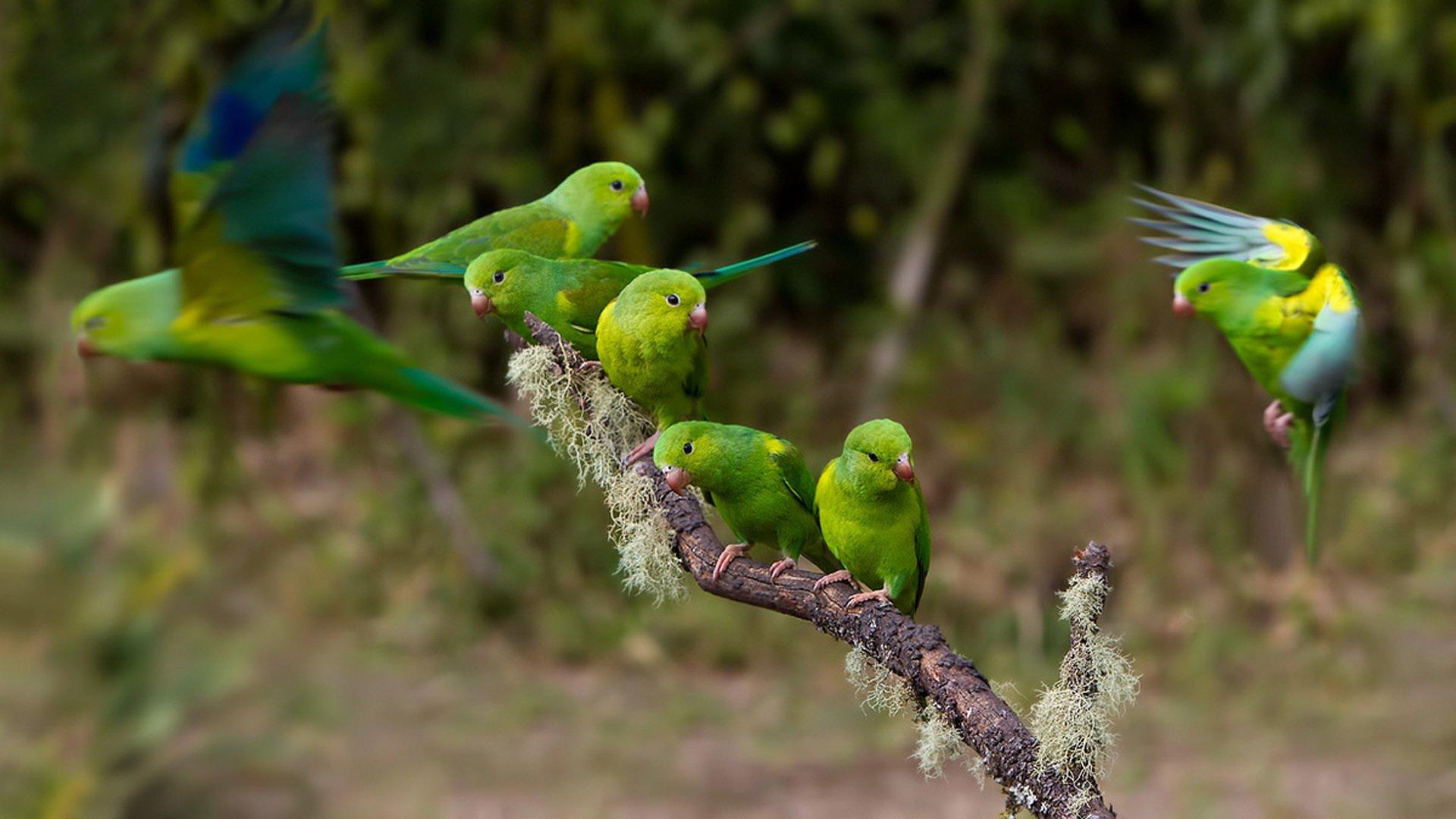1920x1080 Indian Parrot Wallpaper Parrot Wallpaper Full HD HD Wallpaper