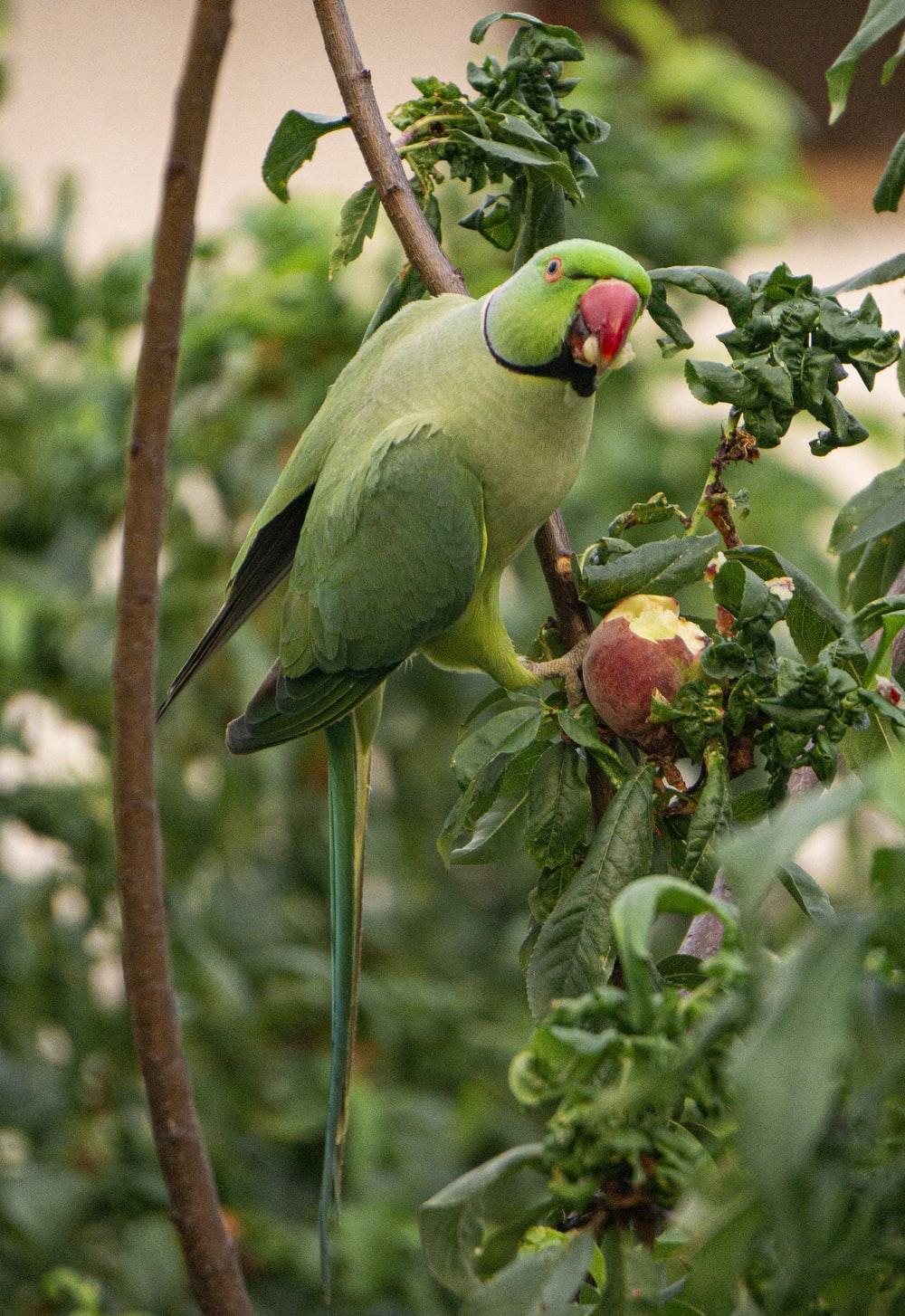 1000x1454 green and yellow bird on tree branch photo
