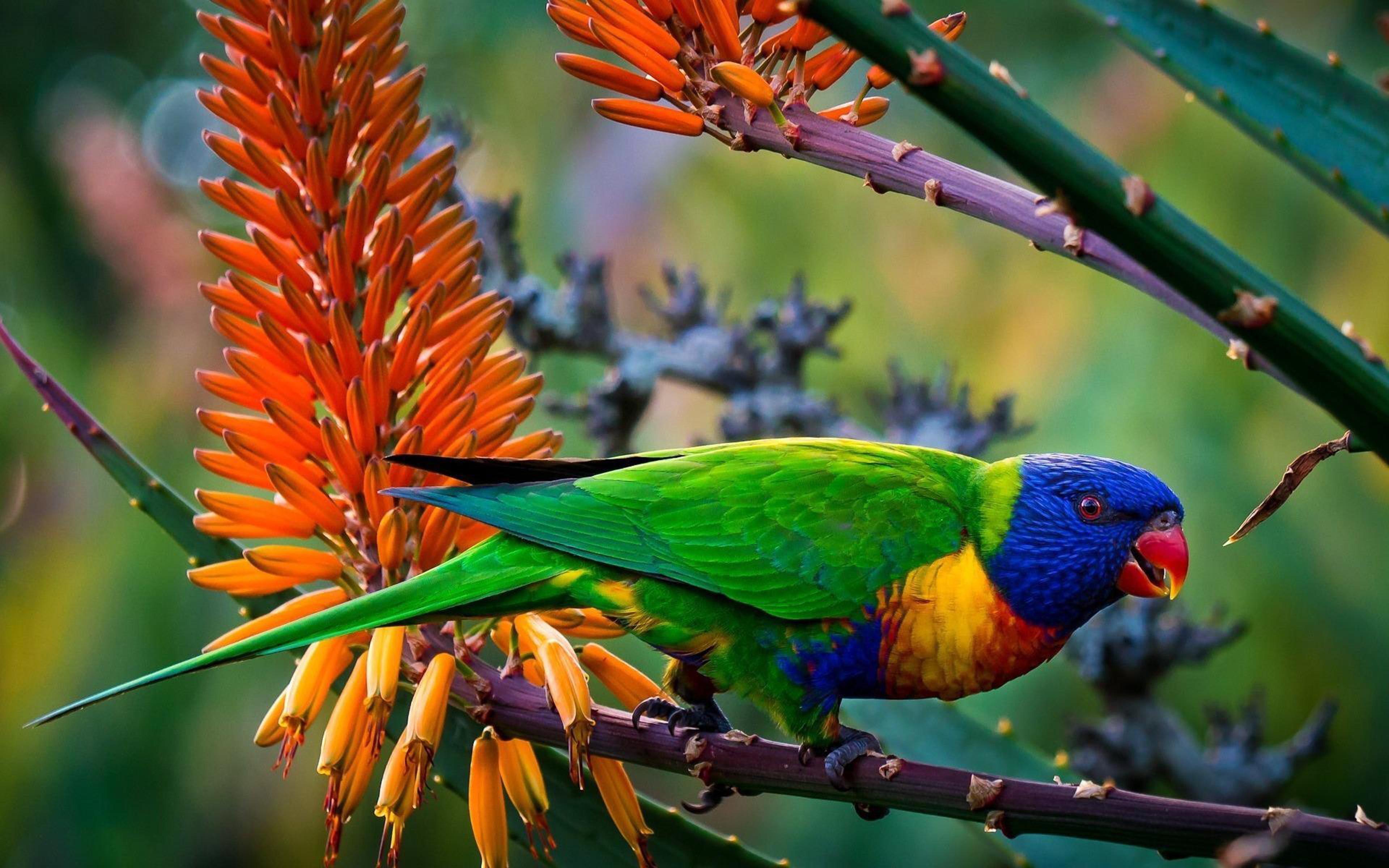 3840x2400 Rainbow Multi Color Parrot Wallpaper HD 0291 :