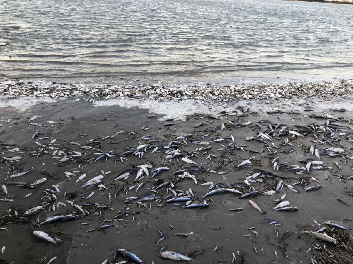 1200x900 TPWD: Fish are turning up dead due to freezing Texas temperatures