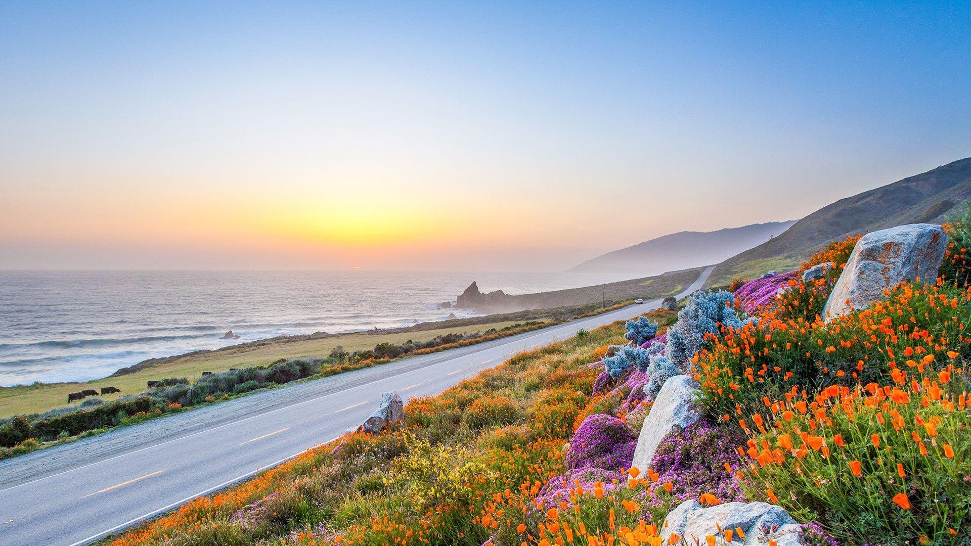 1920x1080 Pacific coast highway in spring wild flowers in Big Sur California USA 4K. Wild flowers, Big sur california, Pacific coast highway