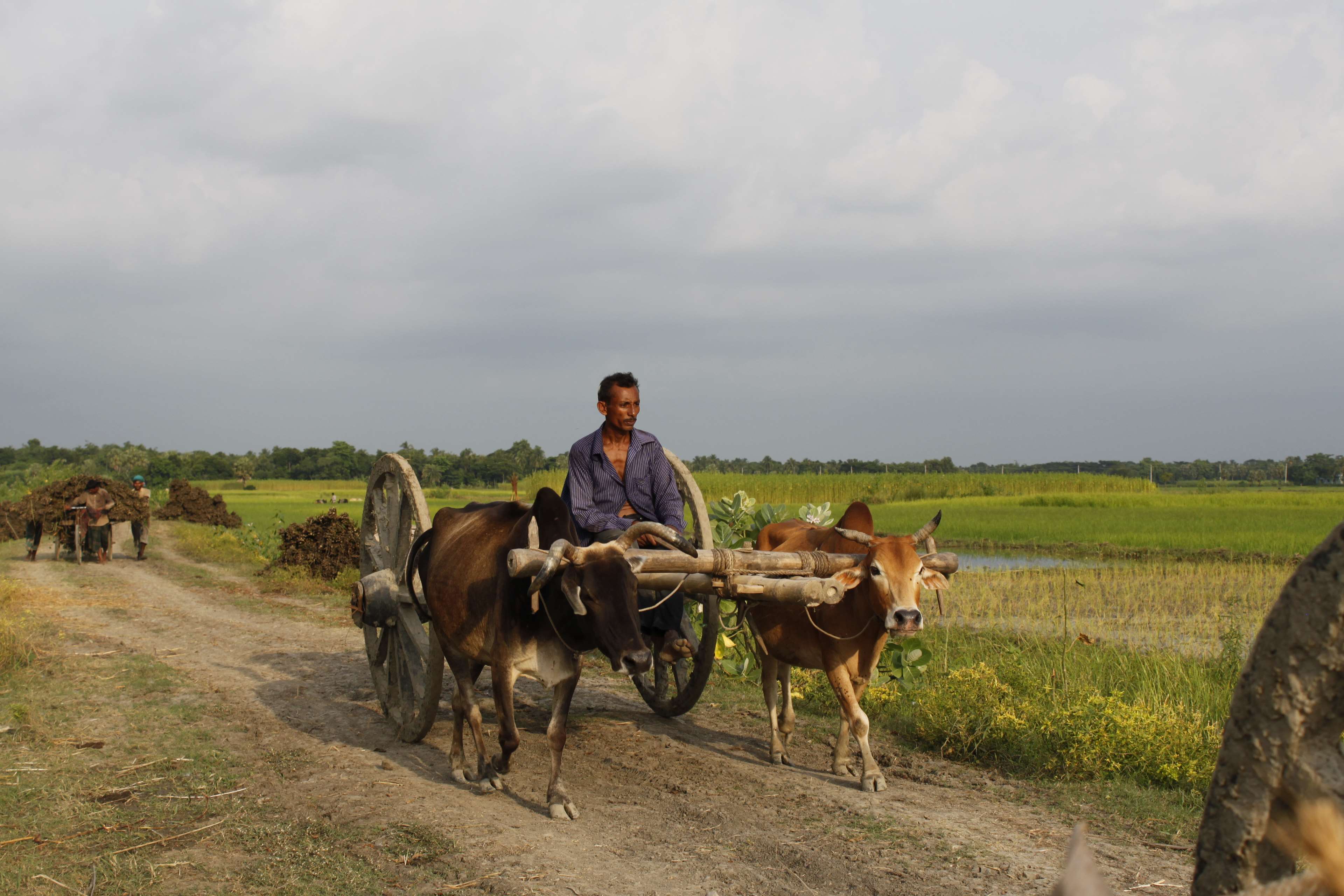 3840x2560 bangladesh, canal, cowvan, fisherman, flower, nature, paddy rice, river, rural, sky, tree, village 4k wallpaper