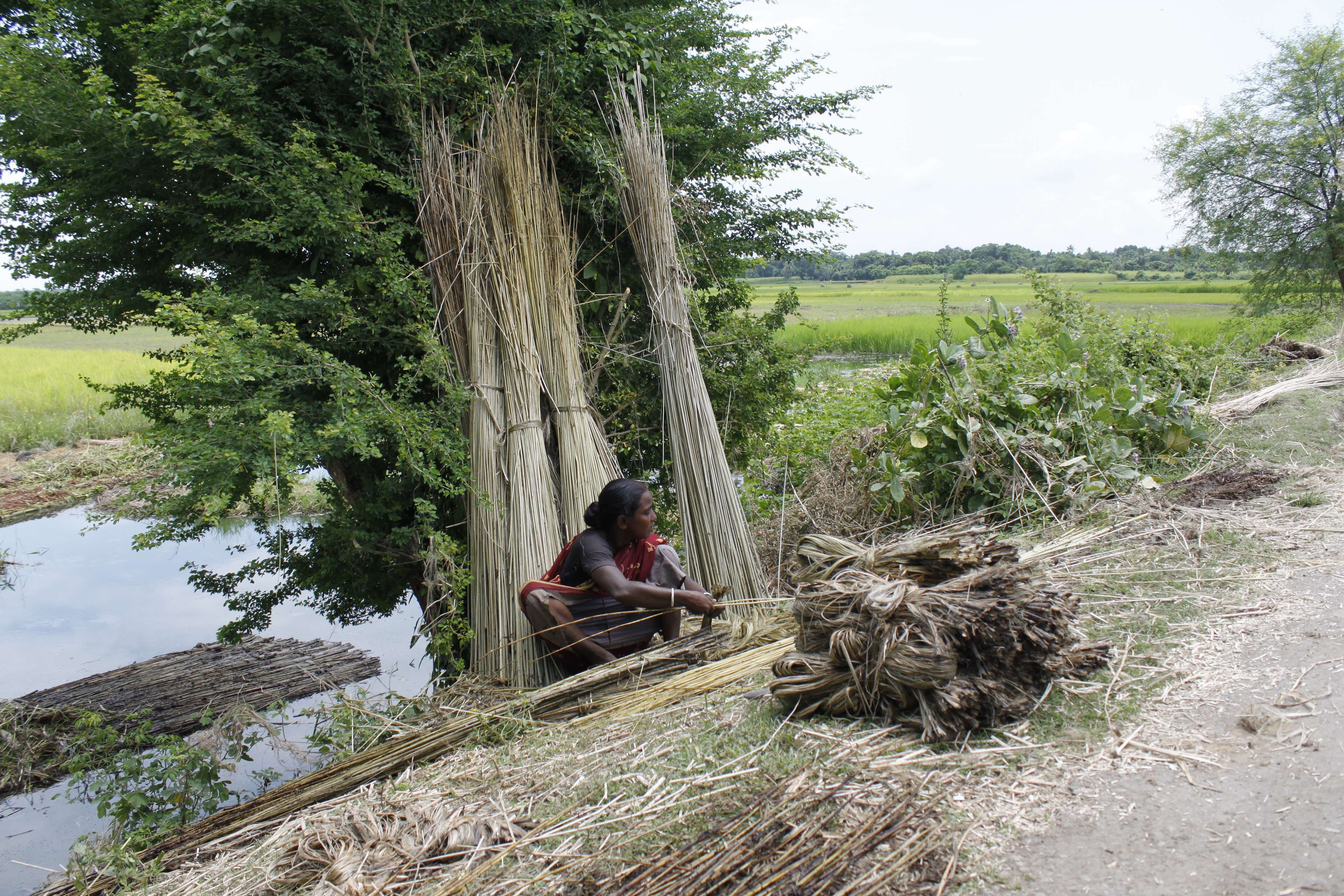 3840x2560 bangladesh, canal, fisherman, flower, nature, paddy rice, river, rural, sky, tree, village, woman worker 4k wallpaper HD Wallpaper