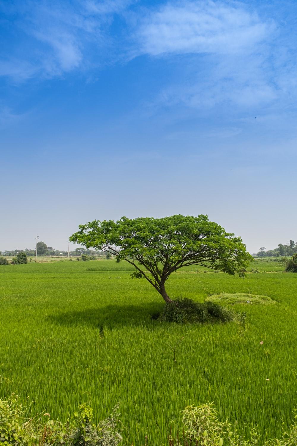 1000x1500 green tree on green grass field under blue sky during daytime photo