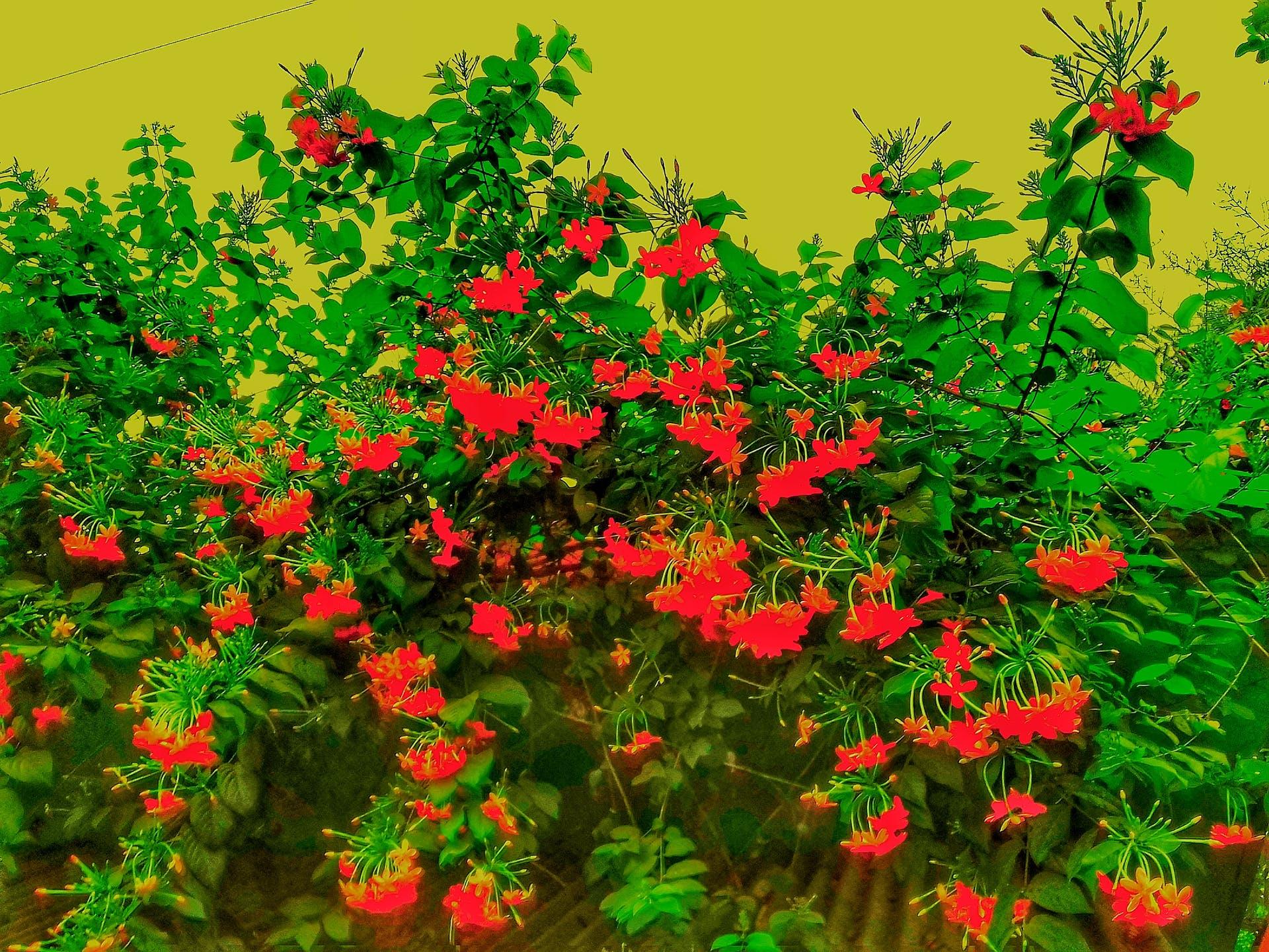 1920x1440 Wonderful Tree Dhaka Beautiful Flower Bangladesh Village Flower