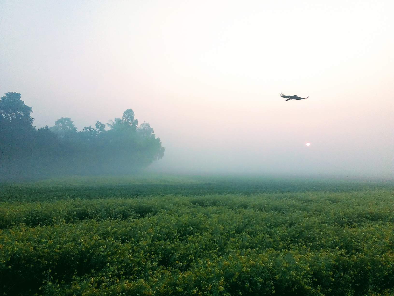 1632x1224 I am enjoying the winter morning natural scene in Bangladeshi villages