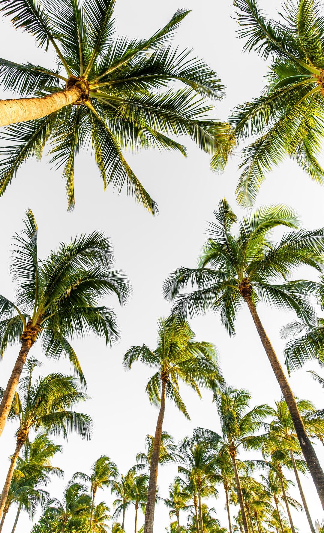1080x1775 iPhone XS Max Wallpaper: Free HD Download [HQ]