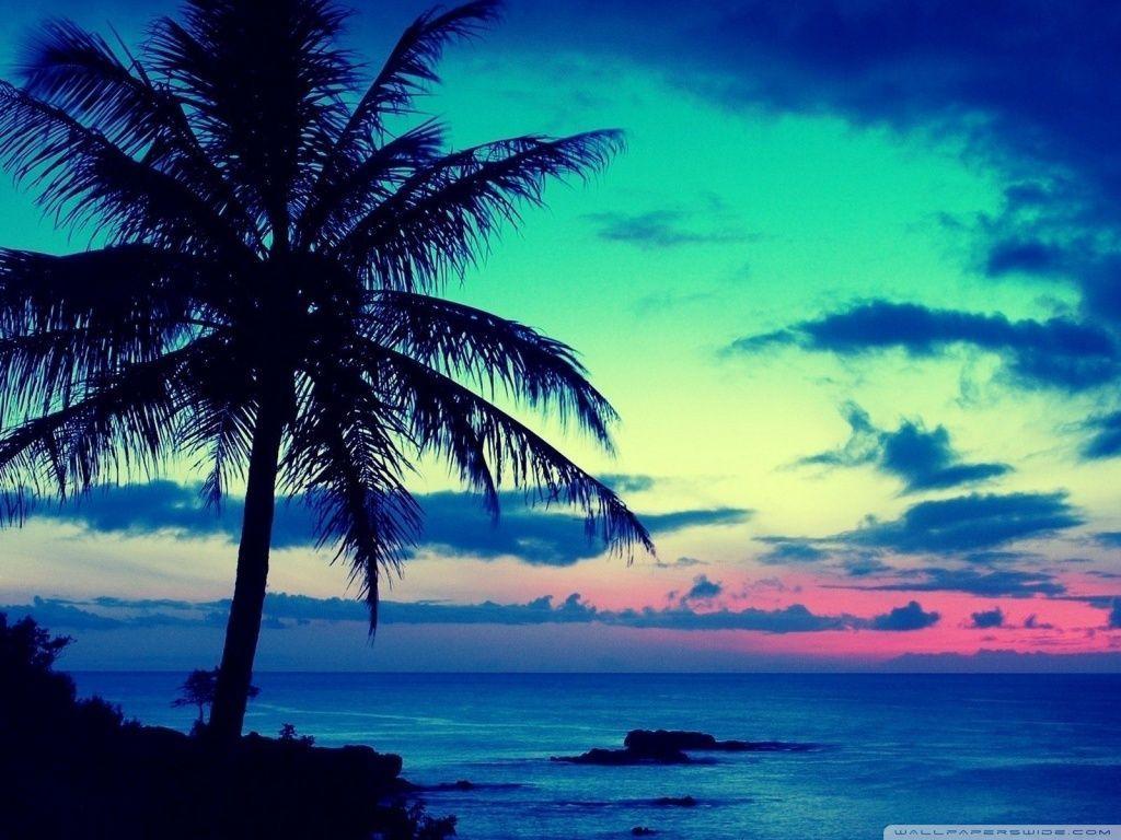 1024x768 Best Beach Wallpaper Beach Background Palm Trees