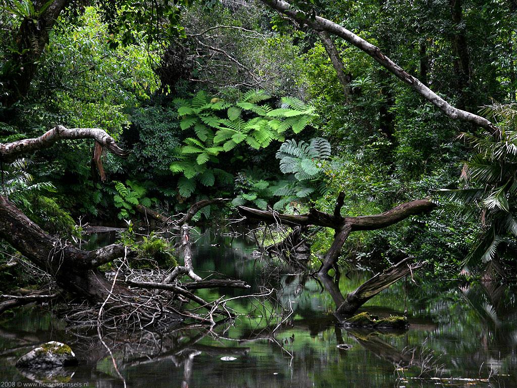 1024x768 Wallpaper: 'Tropical Creek' stream along the Danbulla forest drive., Atherton Tablelands, Qld, Austalia. A wallpaper by Mark van Laere. Wallpaper. Australia Collection. Mark van Laere Photography