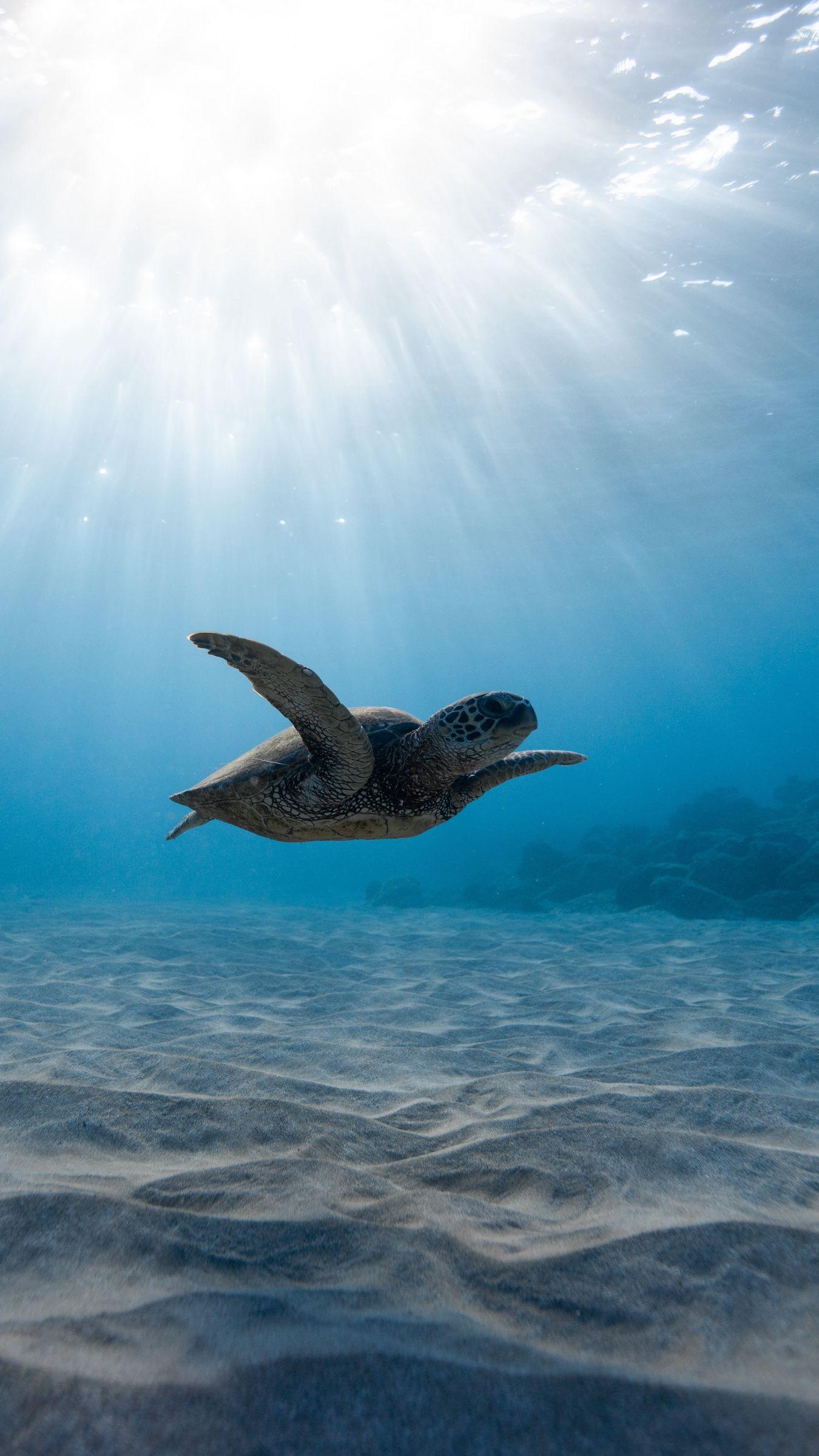 1350x2400 Download wallpaper 1350x2400 sea turtle, turtle, underwater world, swimming iphone 8+/7+/6s+/for parallax HD background