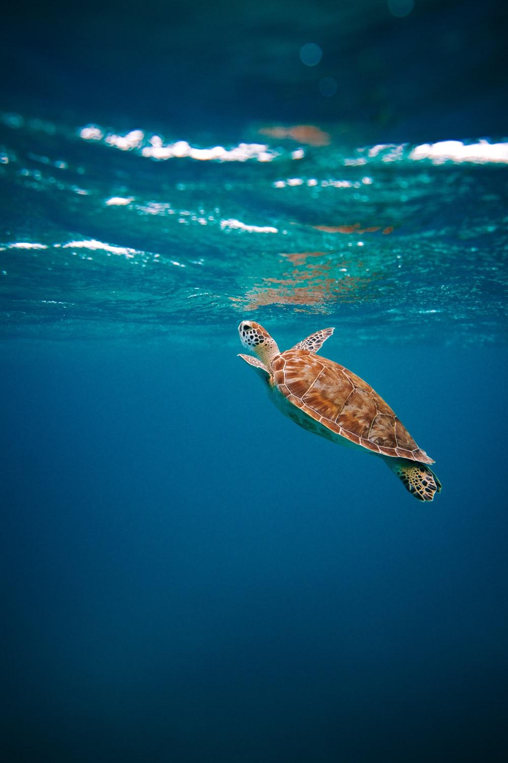 1000x1500 brown turtle in water during daytime photo