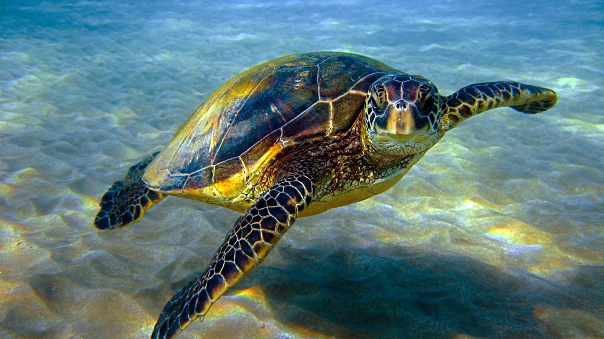 1920x1080 Turtle Swimming Background Wallpaper 19569