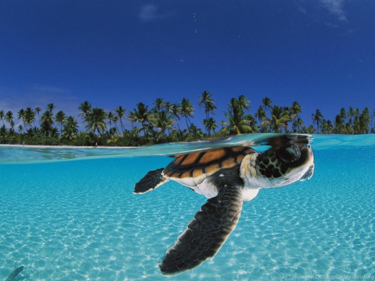 1280x960 Baby Sea Turtles Swimming Desktop Background