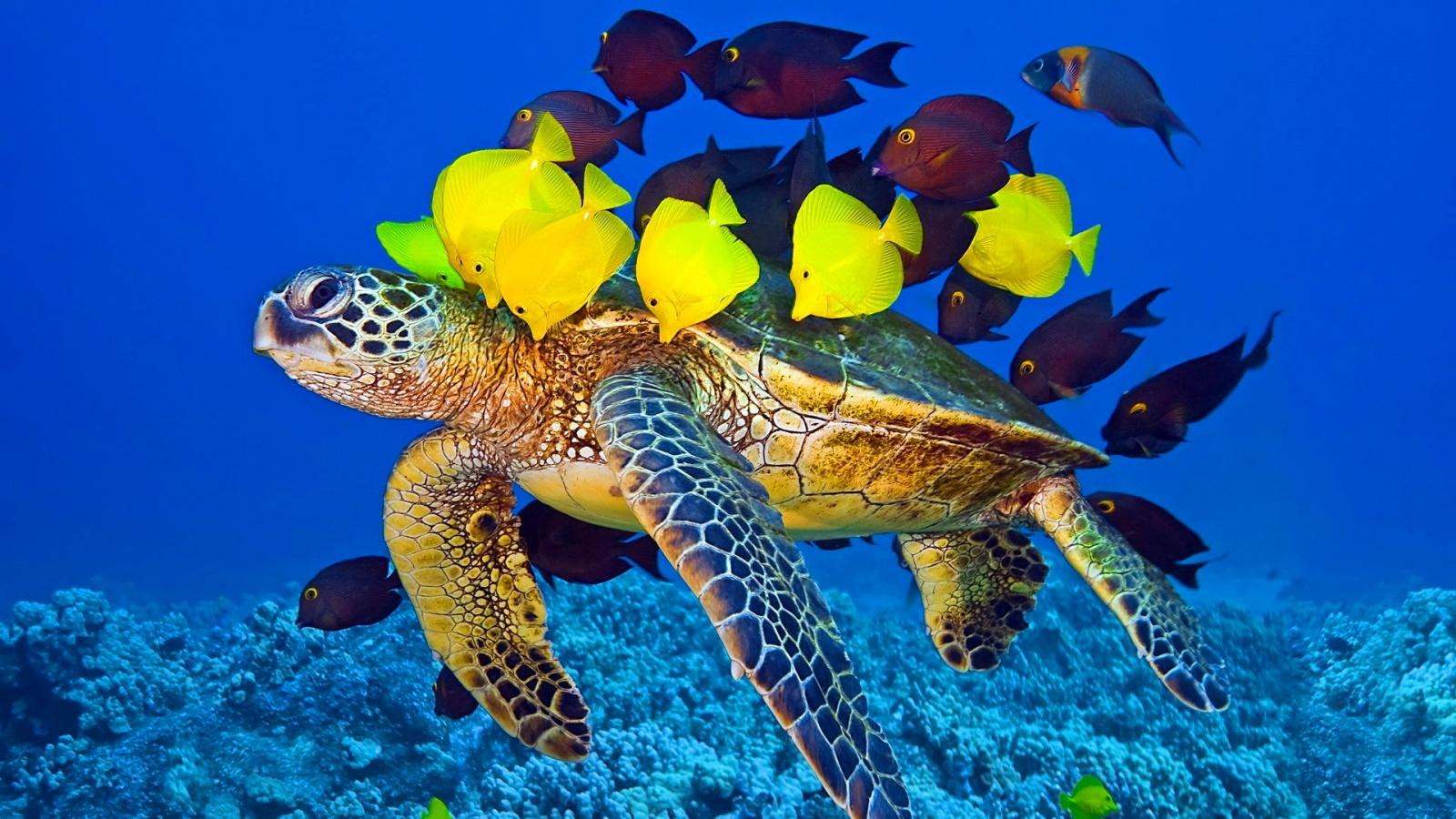 1600x900 Turtle Swimming HD Wallpaper 19574