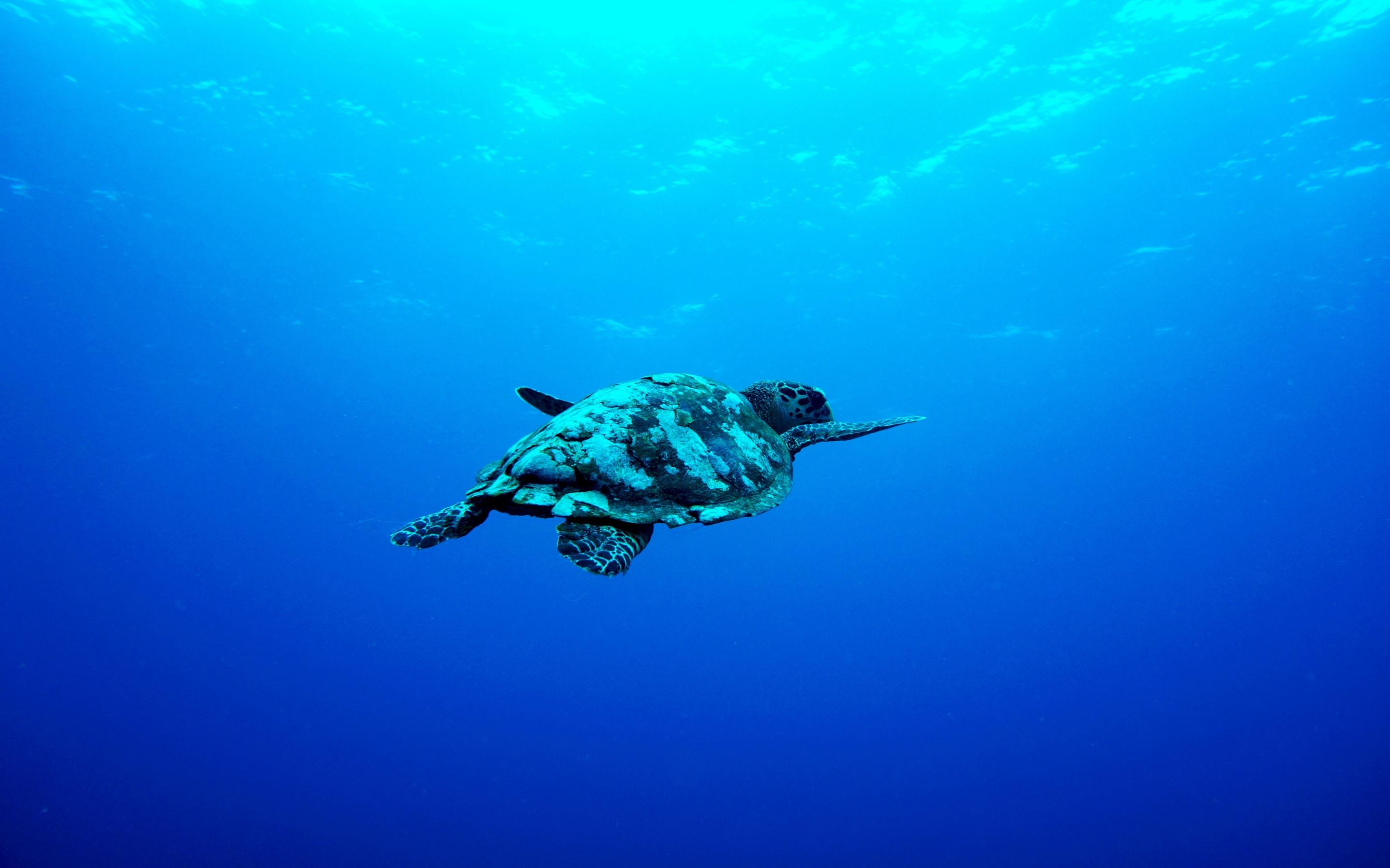 2880x1800 Download 2880x1800 wallpaper blue sea, underwater, aquatic animal, turtle, mac pro retaia image, background, 6824