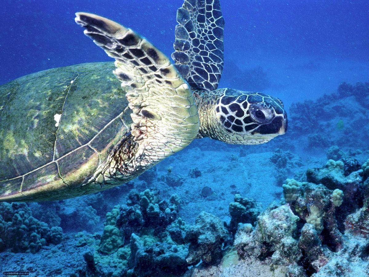 1200x900 Sea turtle wallpaper HD. Download Free background