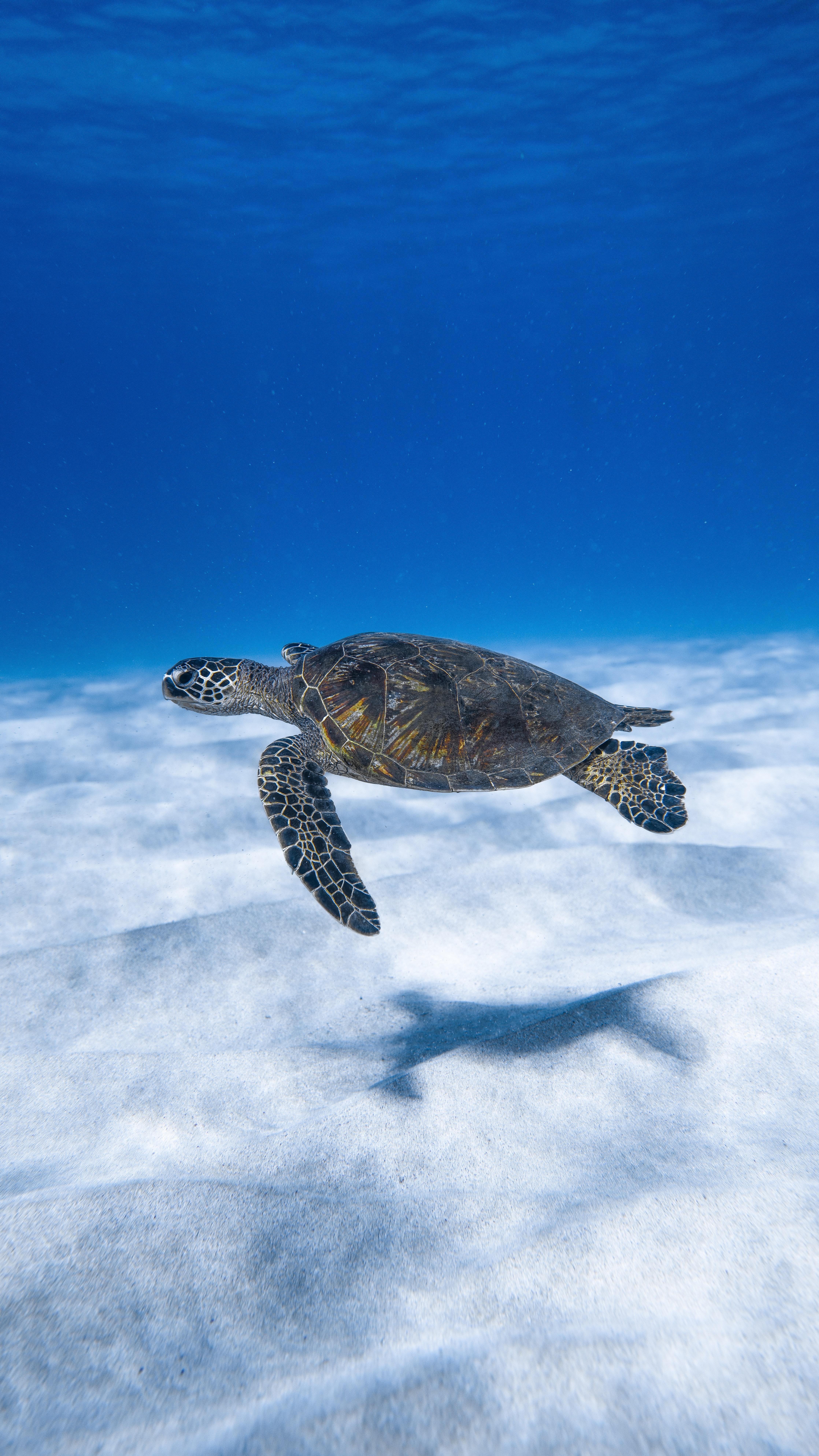 4472x7952 Big aquatic turtle swimming in blue sea · Free