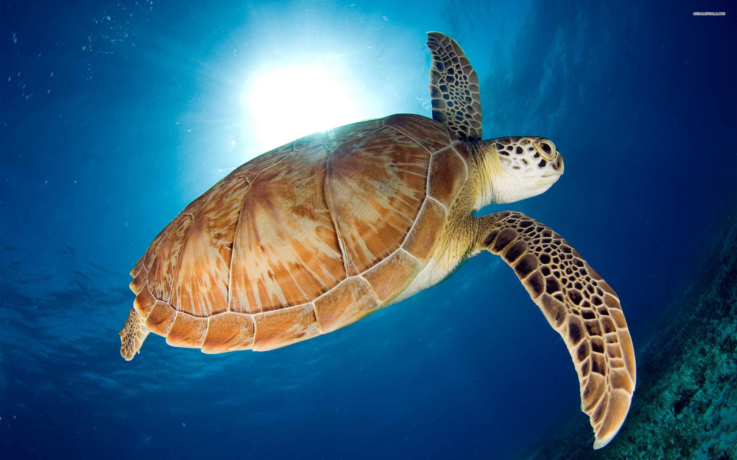 2560x1600 Turtle Swimming Desktop Wallpaper 19571