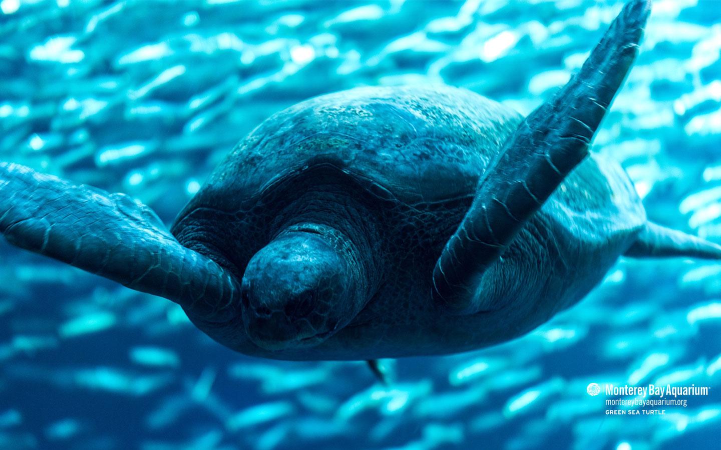 1440x900 Green turtle. Wallpaper. Monterey Bay Aquarium