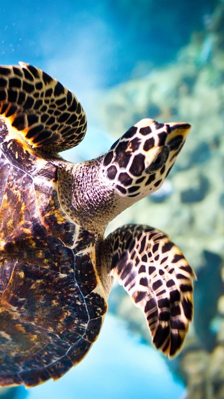 750x1334 Turtle, Underwater, Swimming 750x1334 IPhone 8 7 6 6S Wallpaper, Background, Picture, Image
