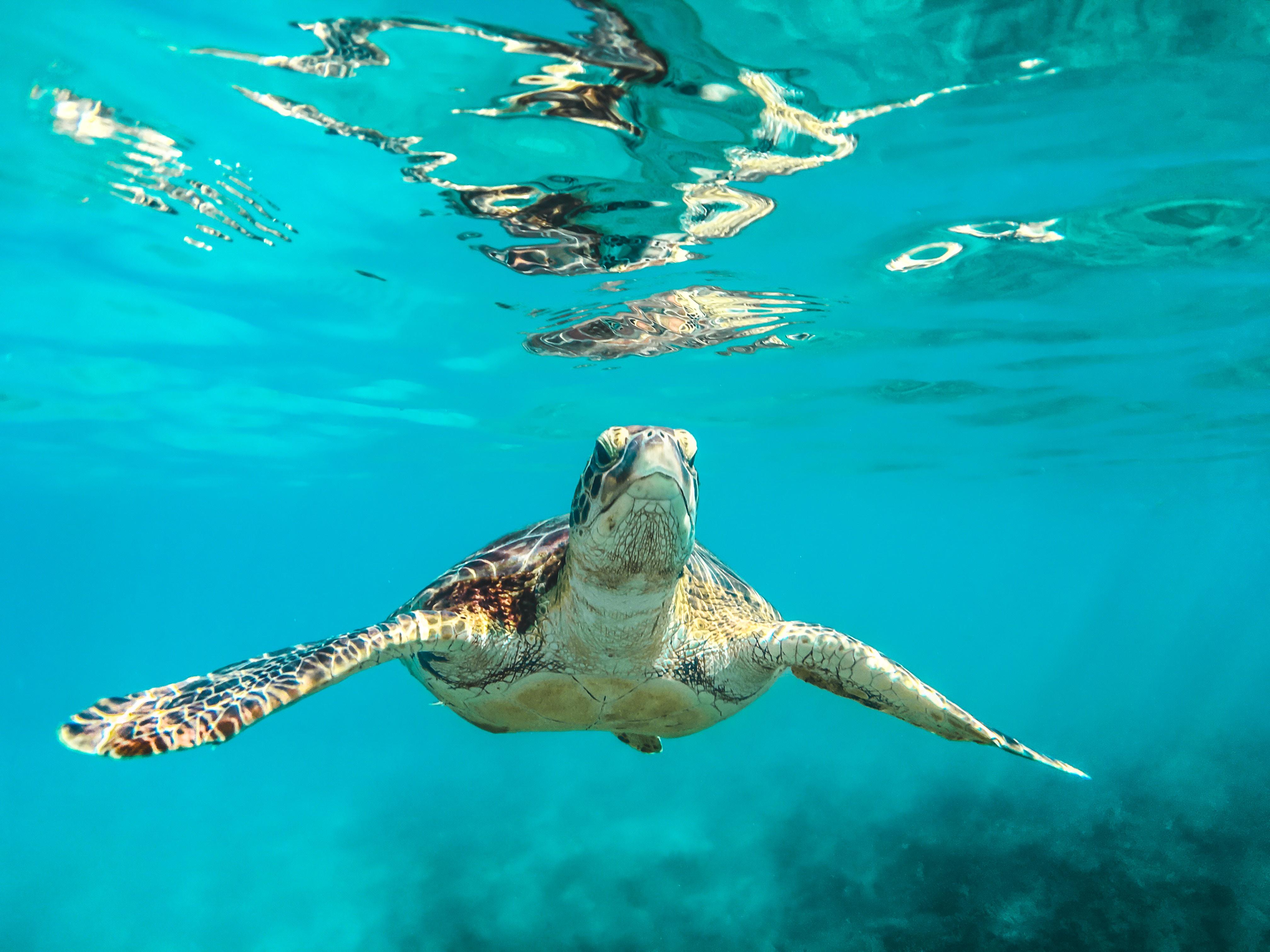 4032x3024 Turtle HD wallpaper, Background