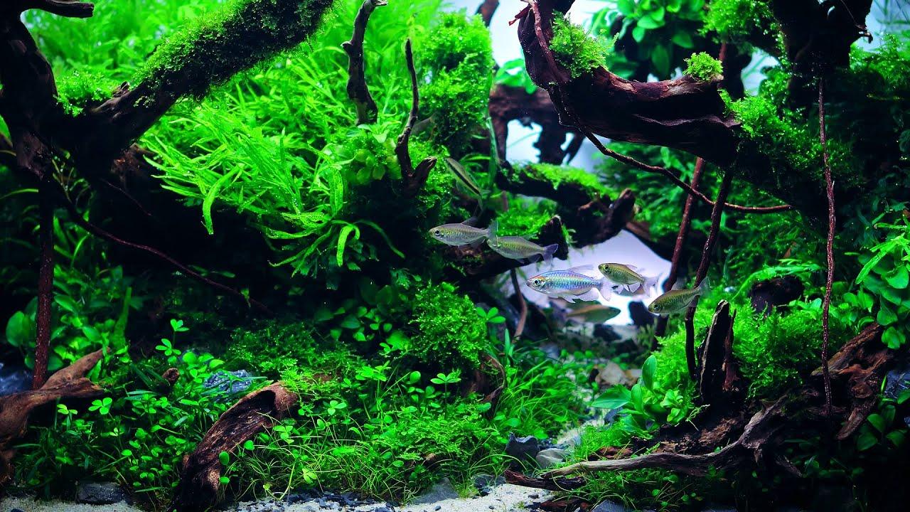 1280x720 FISH TANK ASMR IN 4K