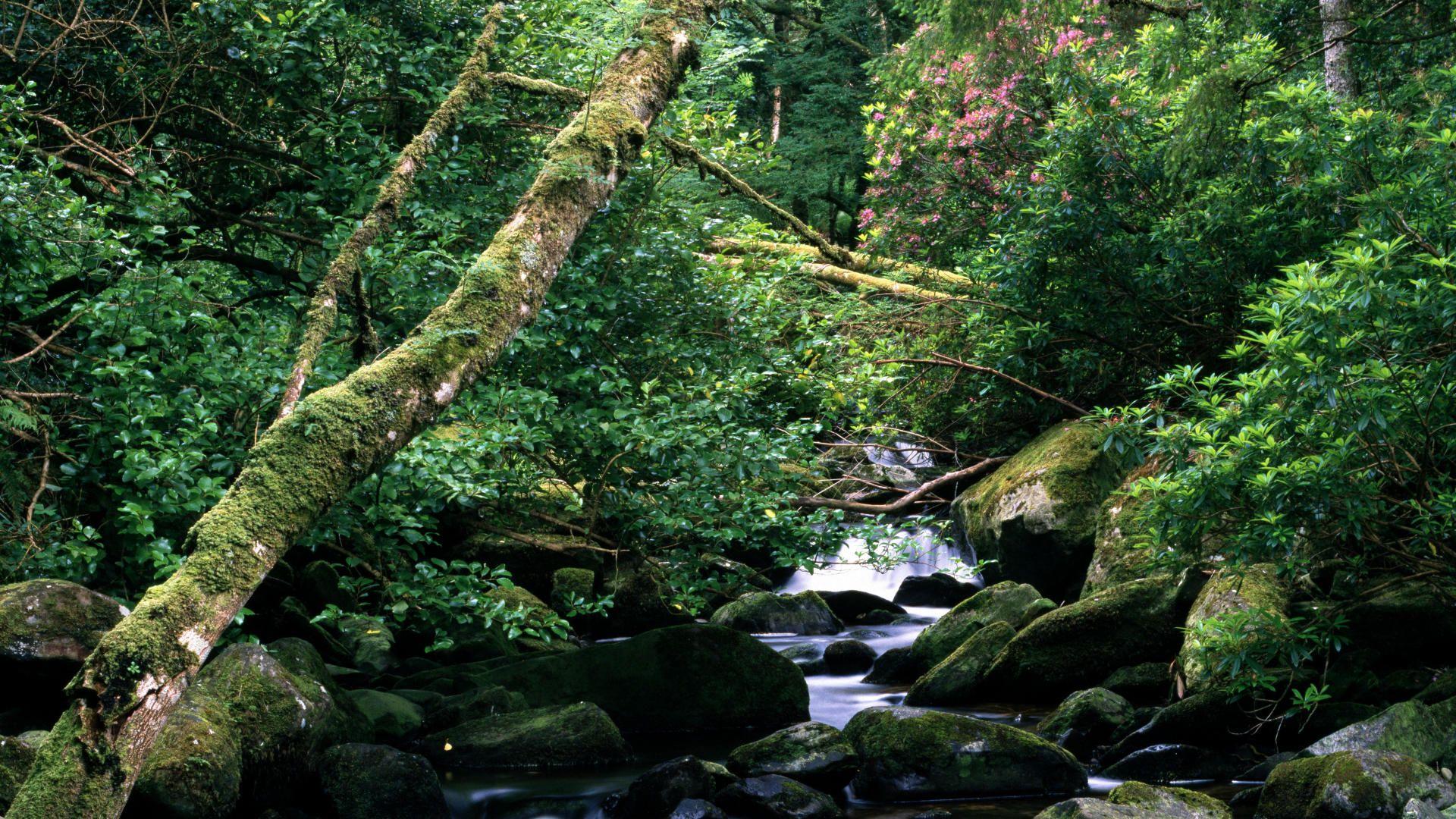 1920x1080 Download Background Owengarriff River, Killarney National Park