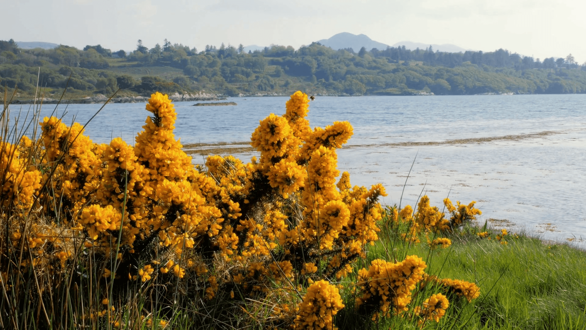 1920x1080 Yellow Flowers at Muckross Lake, Lakes of Killarney, Killarney