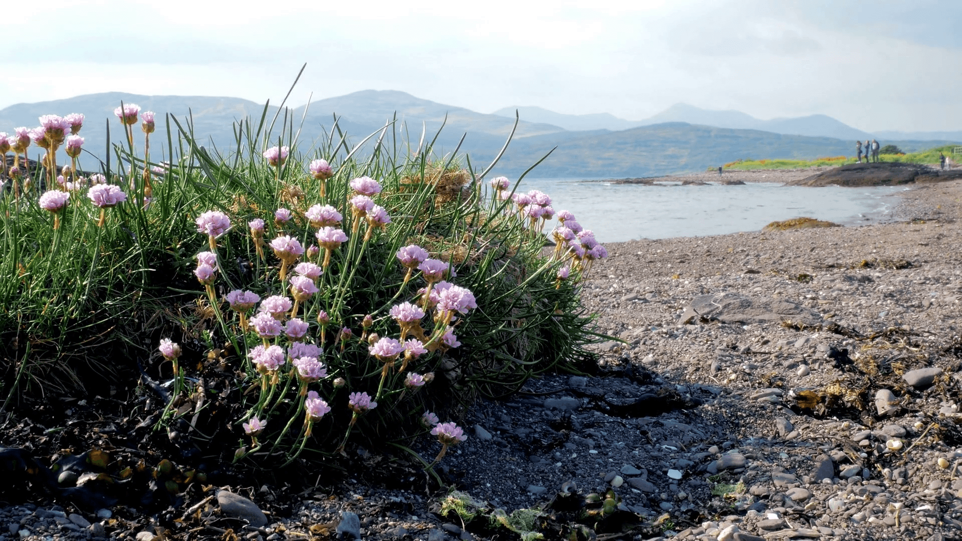 1920x1080 Flowers at Muckross Lake, Lakes of Killarney, Killarney National