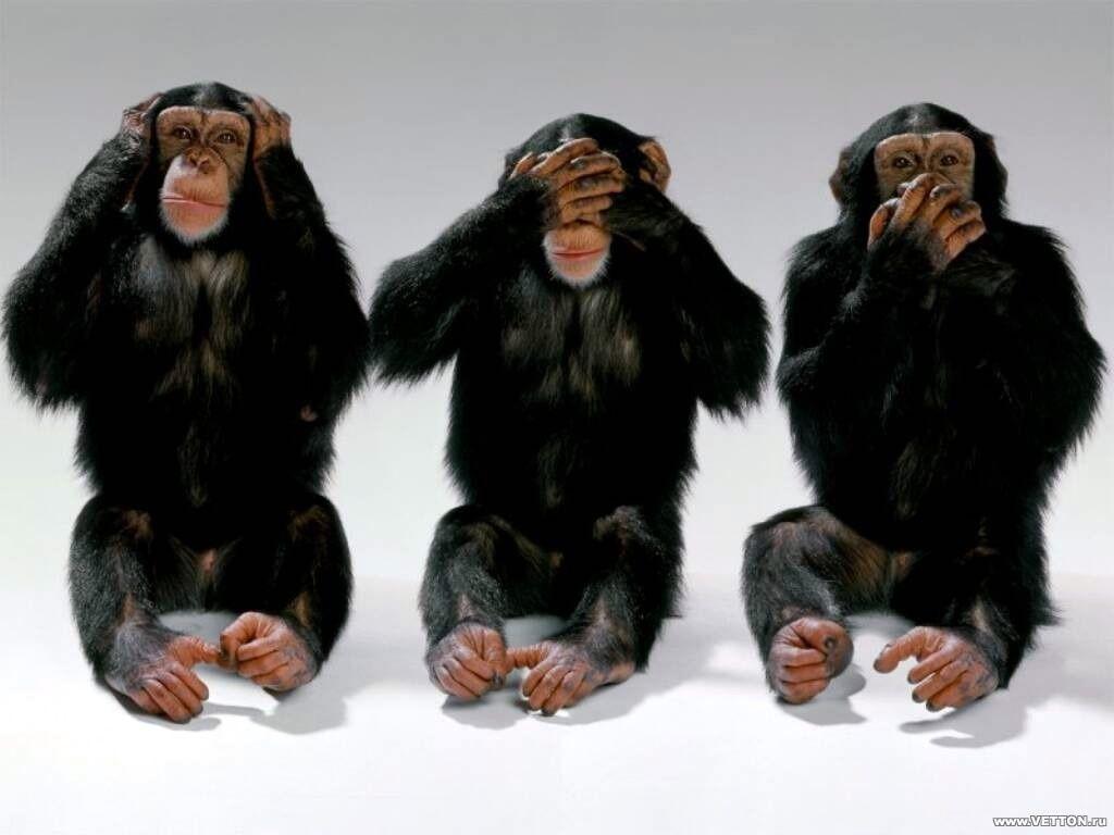 1024x768 Three Wise Monkeys Wallpaper