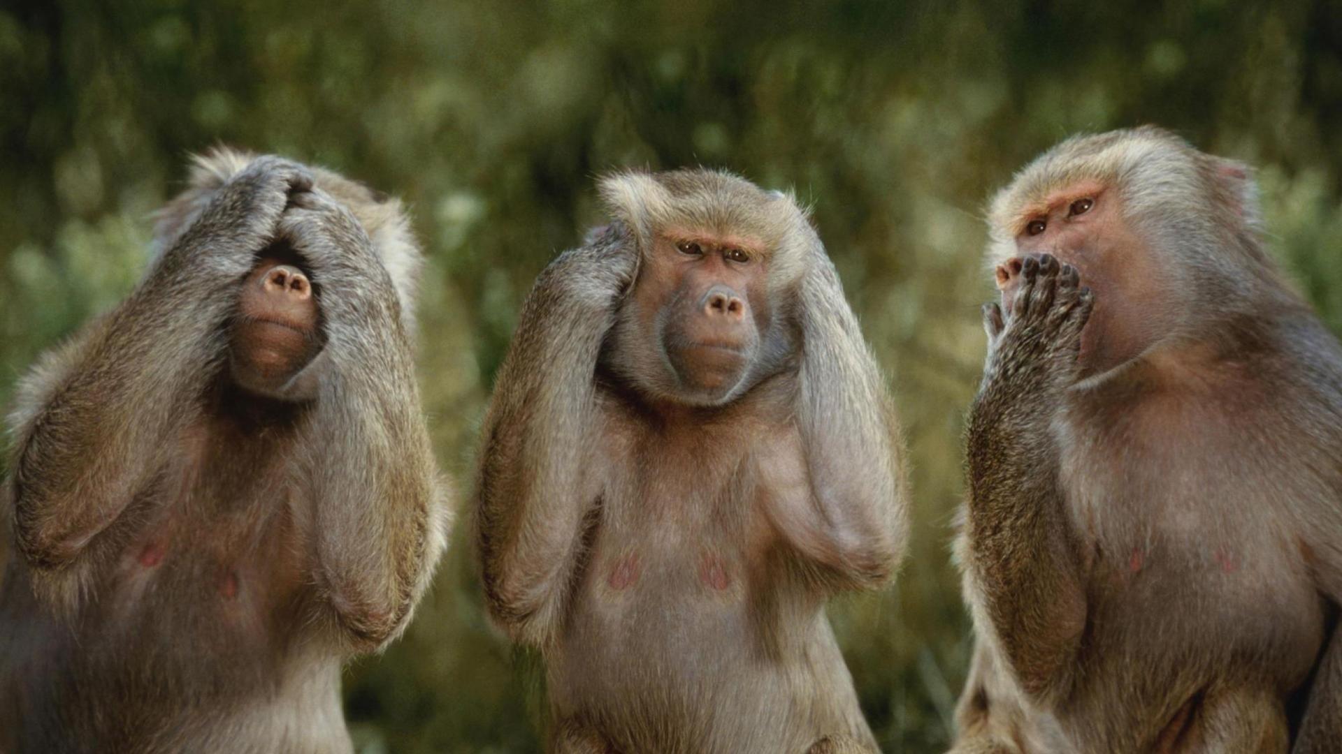 1920x1080 See no evil, hear no evil, speak no evil”. The Three Wise Monkeys. HD Wallpaper