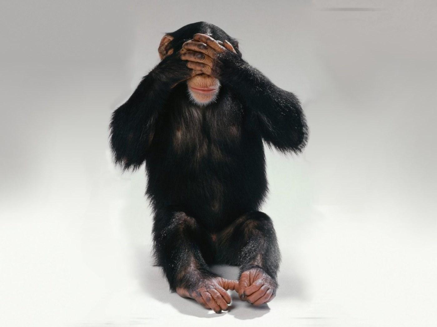 1400x1050 Three Wise Monkeys Wallpaper Desktop Background