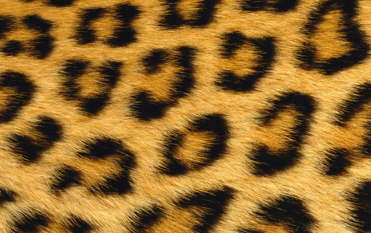 1280x804 Leopard Skin wallpaper. Leopard Skin