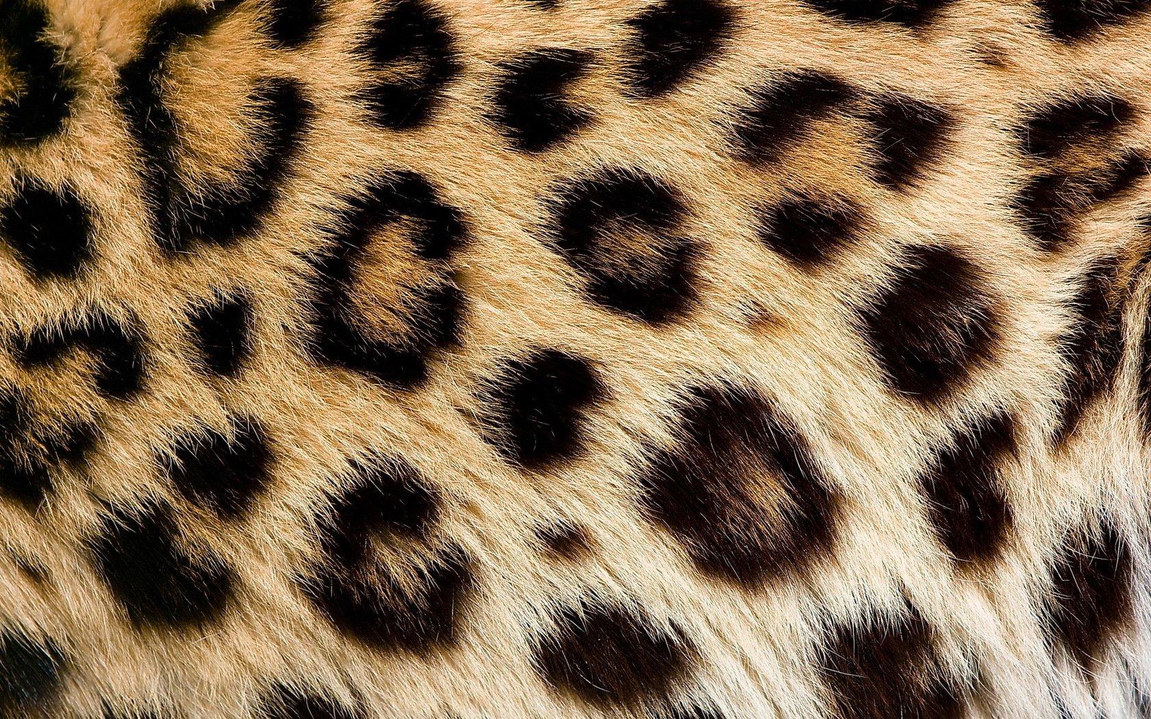 1680x1050 Leopard Skin Wallpaper and Background Imagex1050