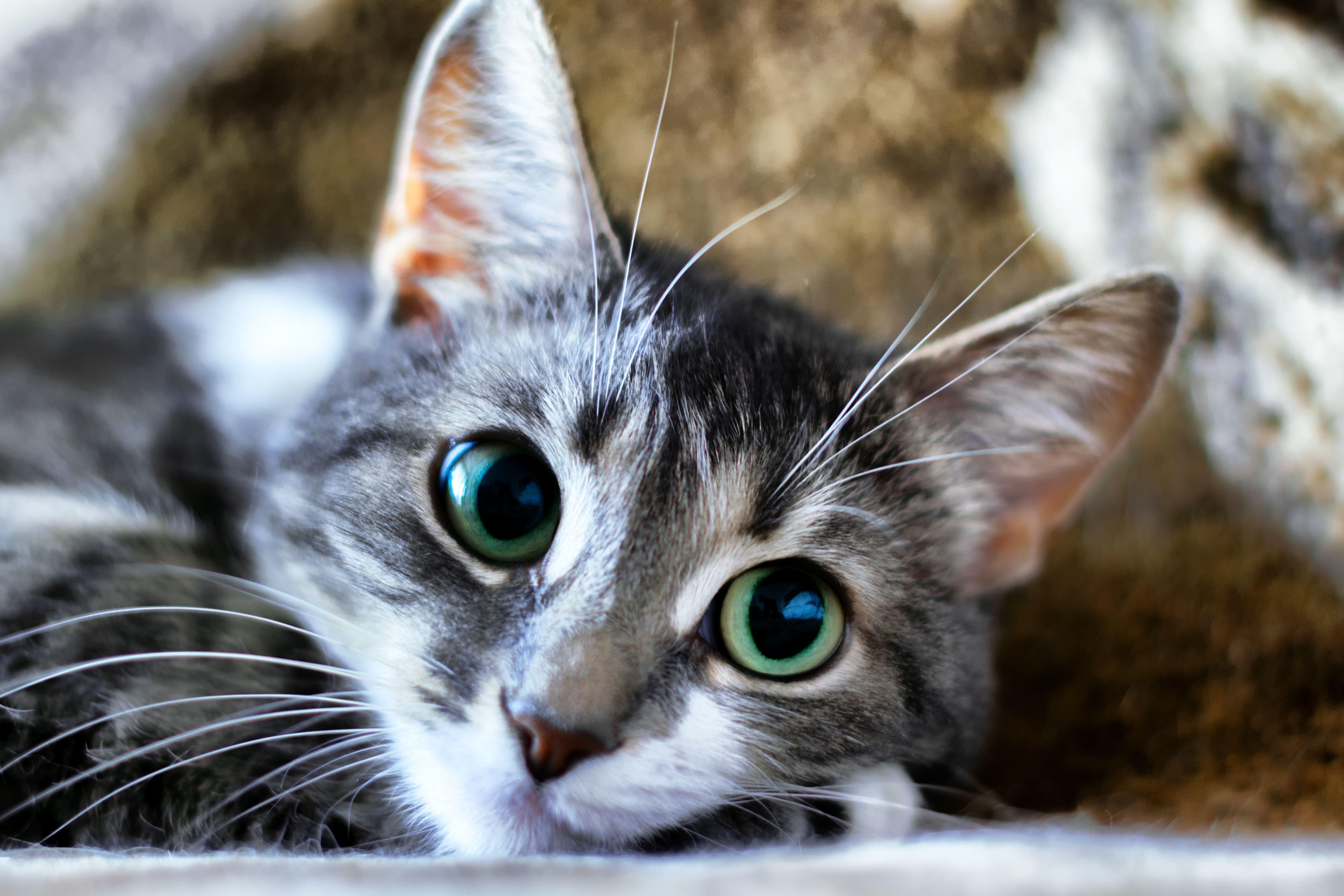 6000x4000 Cat 5k Wallpaper