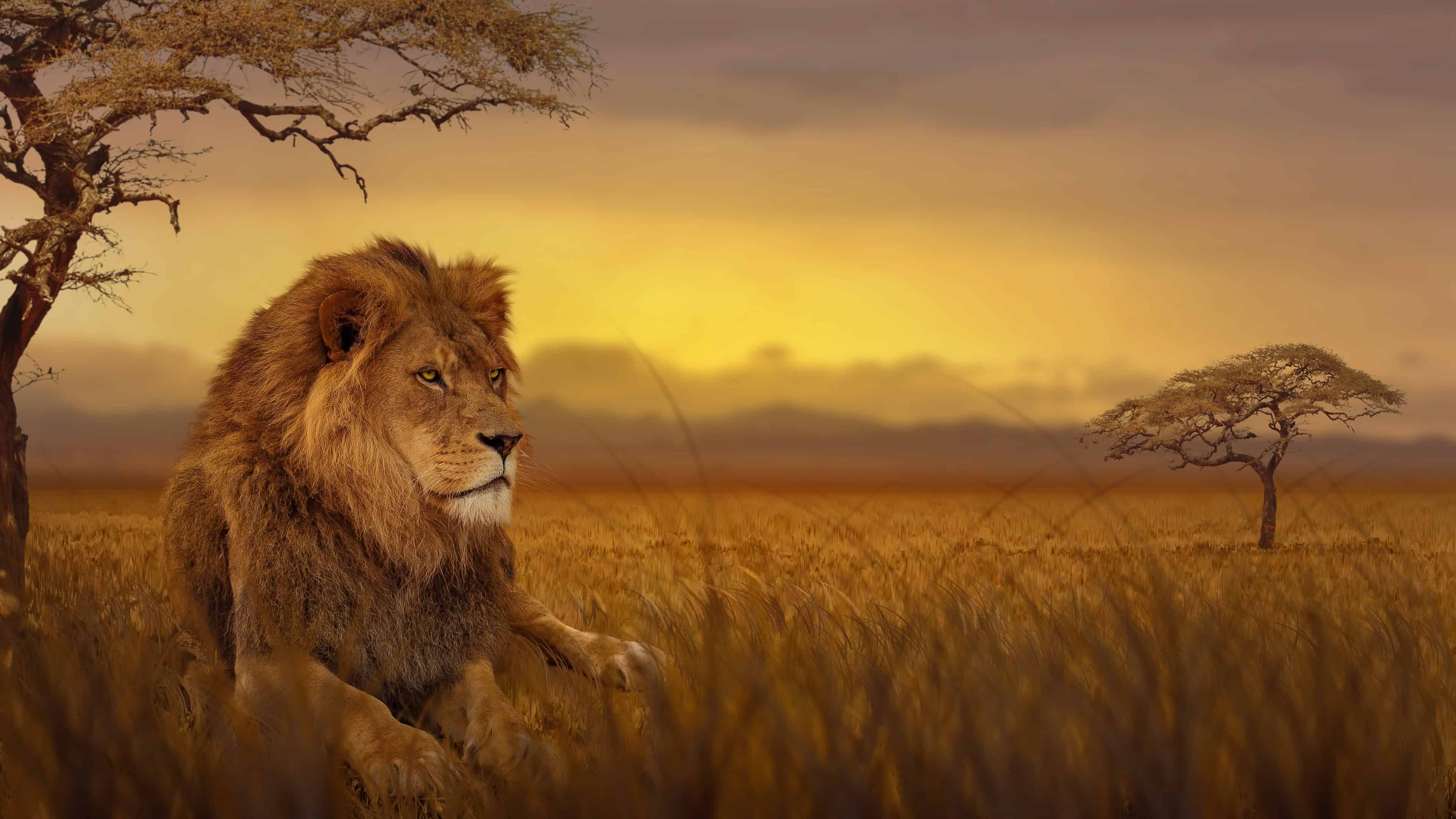 3840x2160 Lion African Savannah Uhd 4k Wallpaper On Savanna