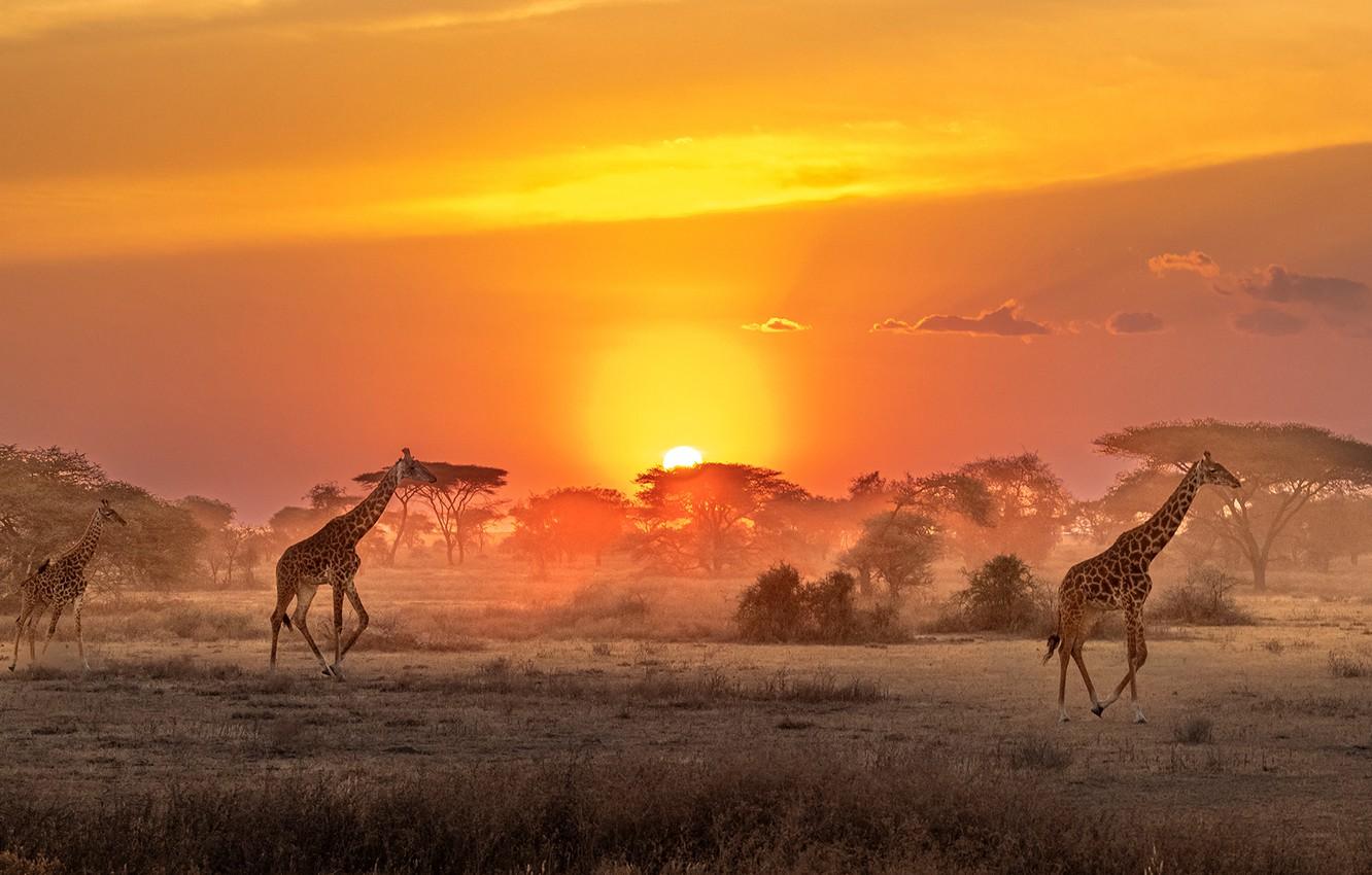 1332x850 Wallpaper The sun, giraffes, Savannah, Africa, sun, Africa, savannah, giraffes image for desktop, section природа