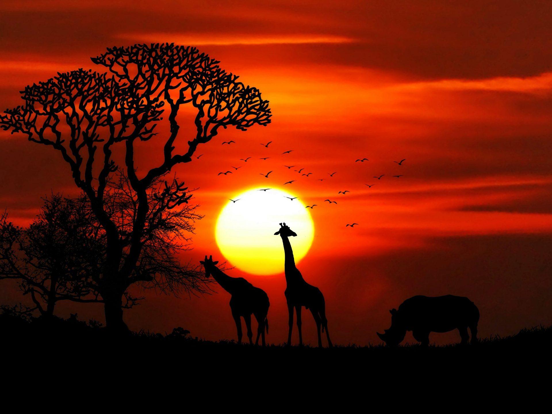1920x1440 Sunset African Savanna Sun Red Sky Silhouettes Of Tree Animals Desktop Wallpaper HD 3840x2400 :