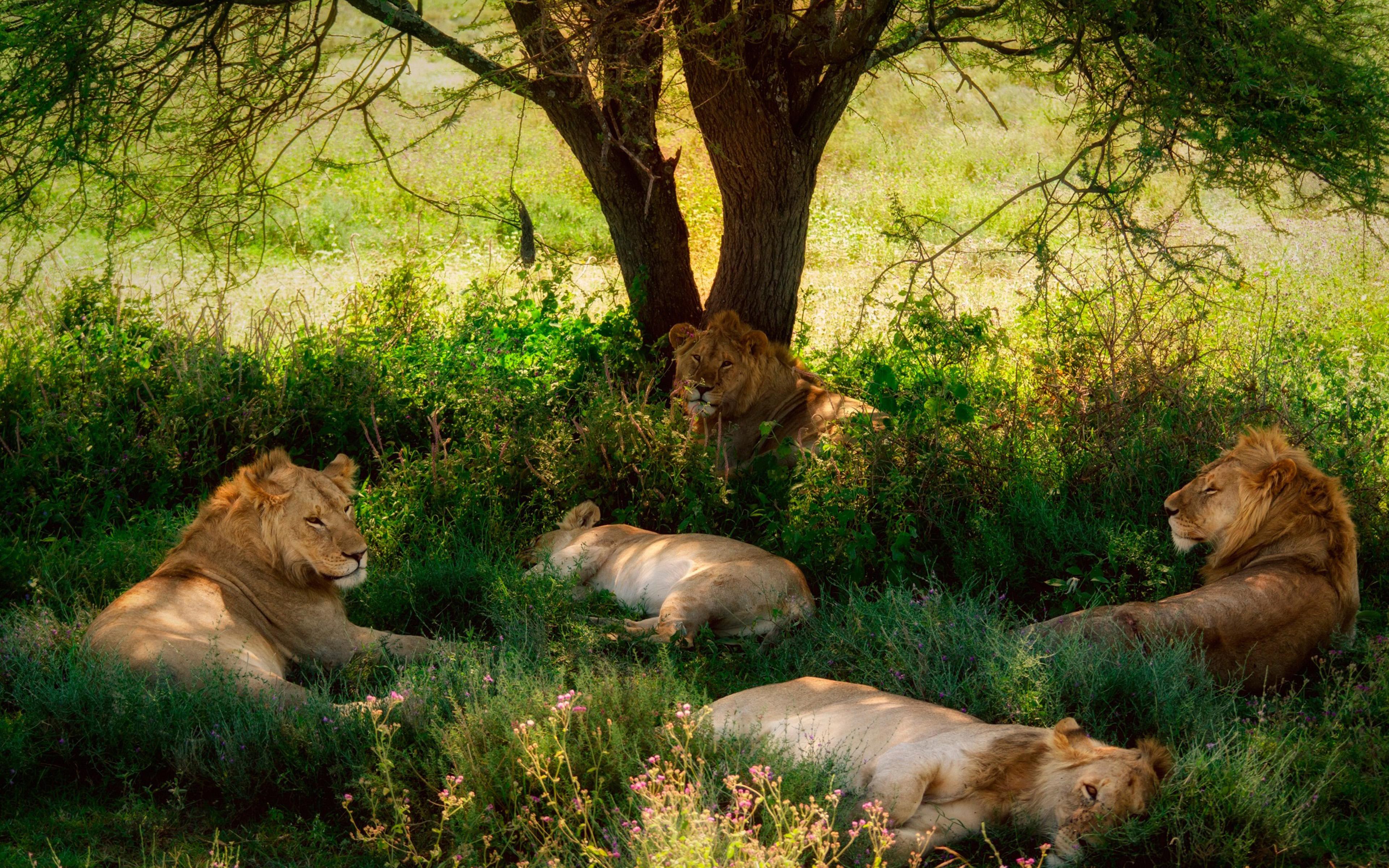 3840x2400 Savanna Africa Lions Tree Shade Grass HD Wallpaper :