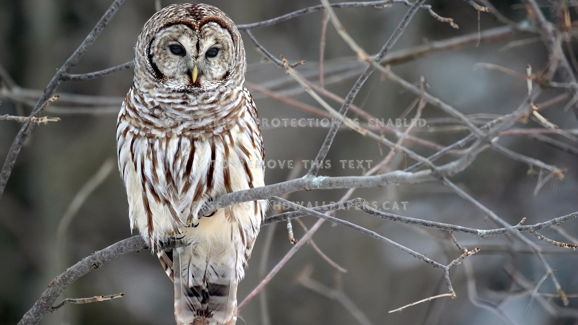 1920x1080 barred owl rain man eight hooter white wood