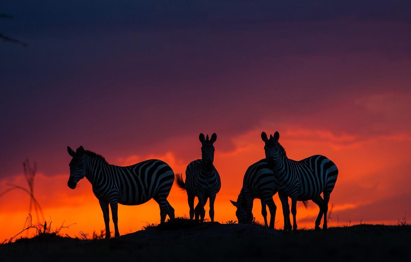 1332x850 Wallpaper sunset, Savannah, Africa, Zebra image for desktop, section животные