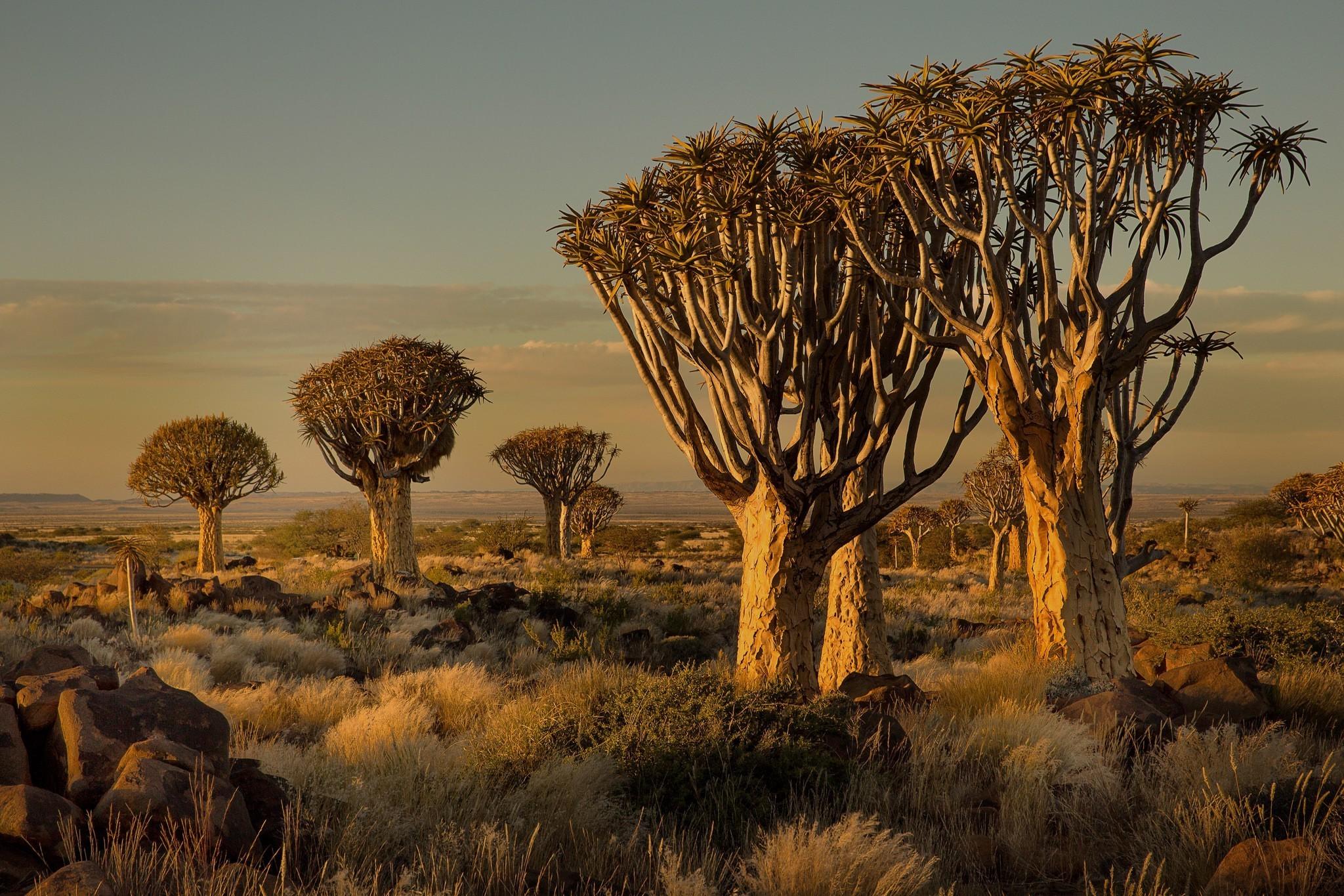 2048x1365 namibia africa nature landscape trees savannah shrubs sunset wallpaper